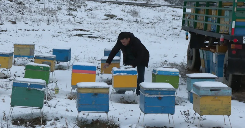 Лачинский пчеловод: чем больше выпадает снега, тем обильнее будет наш мед