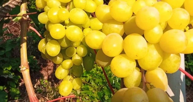 Vaxtsız ölümdən qorunmaq üçün: Üzüm yeyin