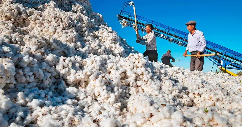 Производство хлопка в Азербайджане в 2025 году достигло почти 100 тысяч тонн