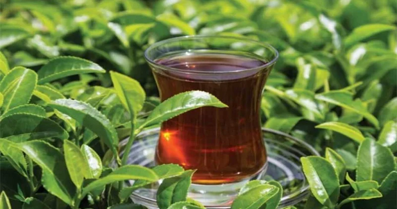 Hansı növ çay orqanizmə daha faydalıdır? İSTİ, YOXSA SOYUQ?