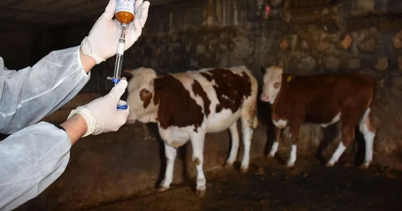 Dabaq xəstəliyi ilə bağlı AQTA dan açıqlama