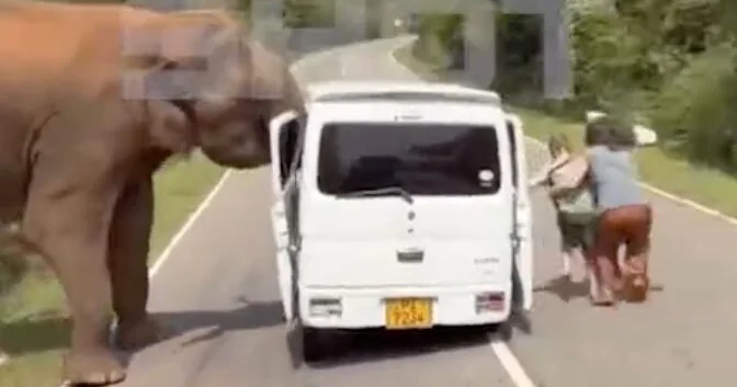 На Шри‑Ланке слон напал на автобус с туристами ВИДЕО