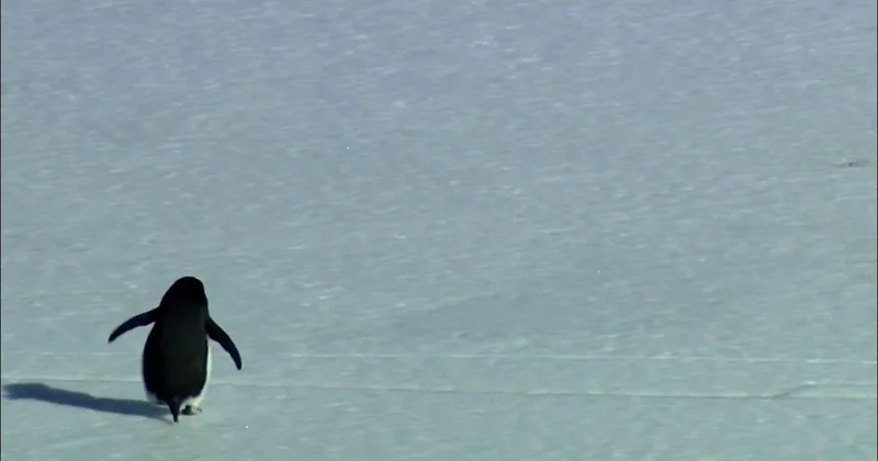 Pinqvin mübahisəsi: reallıq niyə romantik təqdim olunur?