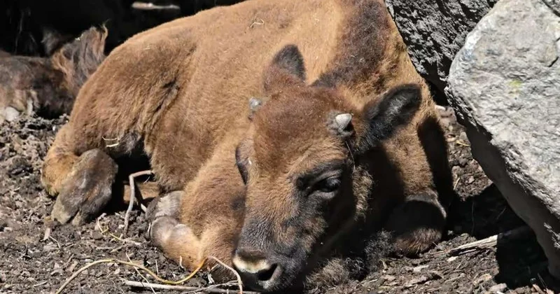 Nəsli tükənməkdə olan bizon Azərbaycanda qorunacaq
