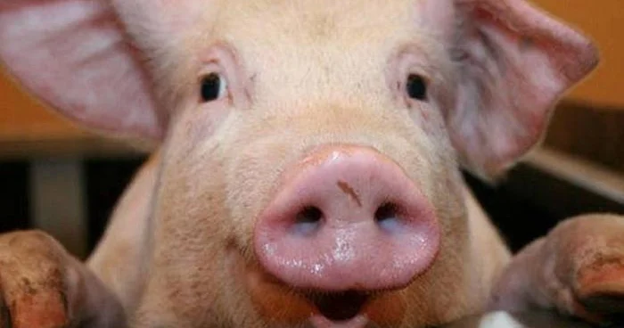 Azərbaycanda donuzların sayı 7 faiz azalıb Rayonlar üzrə siyahı