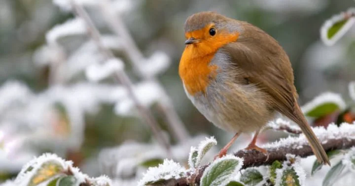 Yanvarın 27 də gözlənilən hava şəraiti