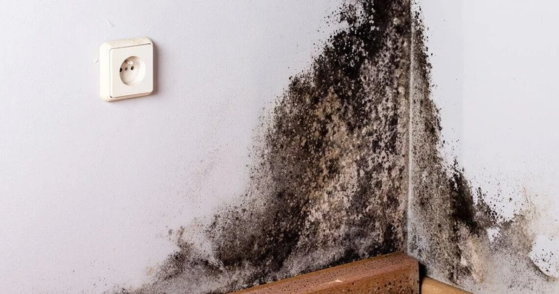 Divarlarımıza yapışan xəstəlik: Kif göbələyindən necə qurtulmalı?