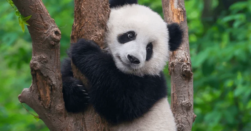 Münasibətləri pisləşdi, pandalar ortada qaldı