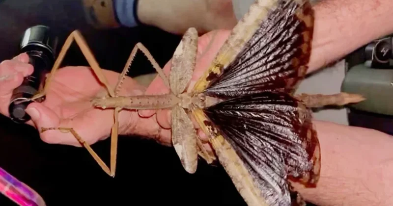 Bakıda qorxunc həşəratlar yayılır Səbəbi təəccübləndirdi