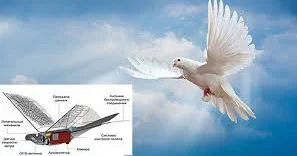 Çin şahinlər və göyərçinlər üzərində döyüş dronlarını sınaqdan keçirir