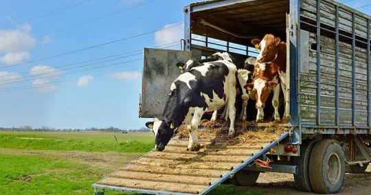 Gürcüstan ən çox mal qara ixracını İraq və Azərbaycana həyata keçirib