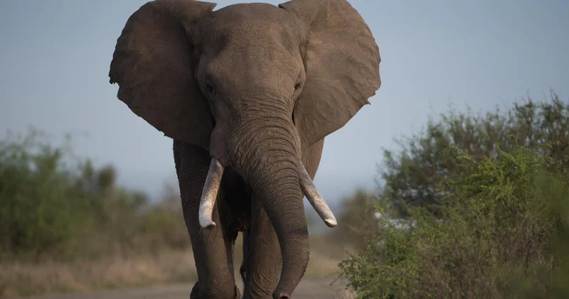 Слон атаковал автобус с россиянами в национальном парке Шри Ланки ВИДЕО