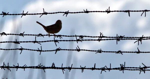 Акт об амнистии применён уже к более чем 12 тыс. человек Minval Politika