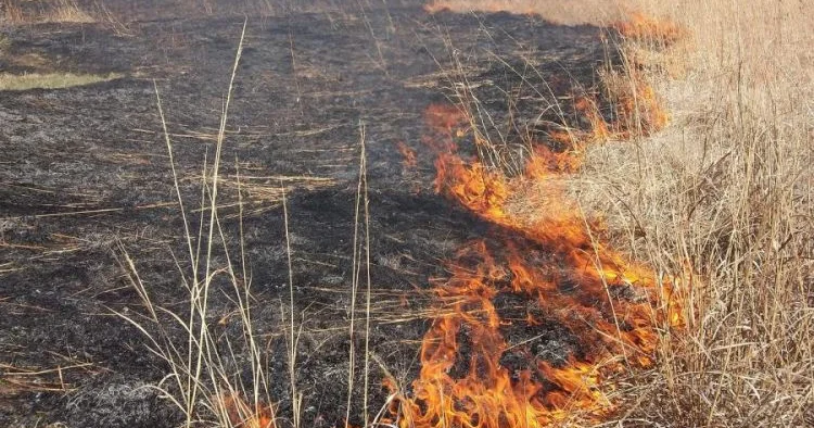 Prezident əkin yerinin yandırılması ilə bağlı yeni cərimələri təsdiqlədi