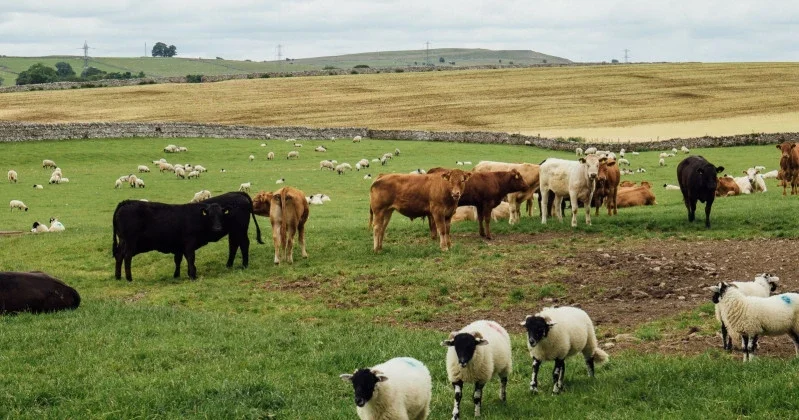 “Heyvandarlığın tənəzzülünün kökü idarəetmədədir” ŞƏRH