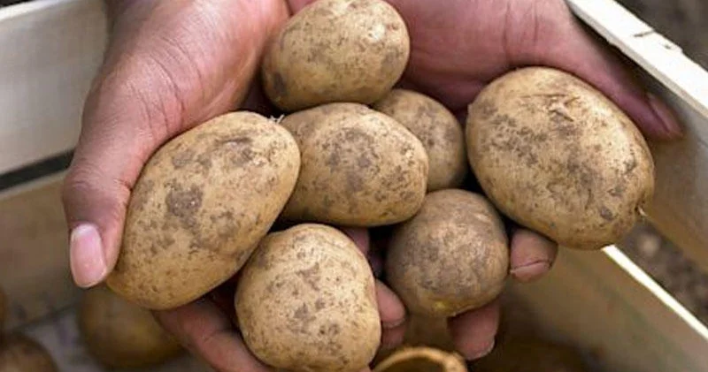 Yem kartofunu adi kartofdan necə ayırd etmək olar? EKSPERT AÇIQLADI