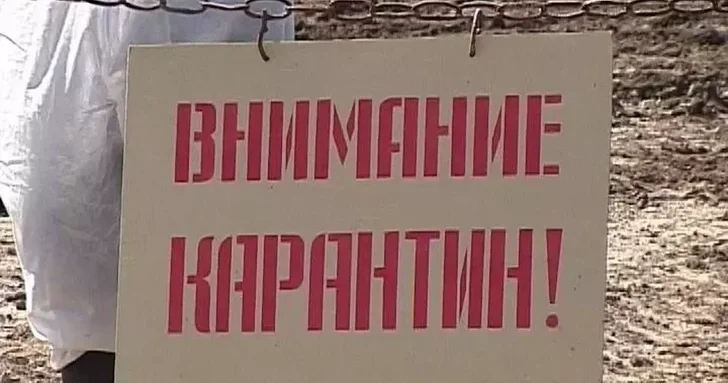 Рекордная вспышка бешенства в России: в десятках поселений объявлен карантин