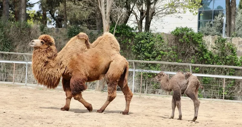 Bakı Zooloji Parkında ikihürgüclü dəvə balası doğuldu FOTO