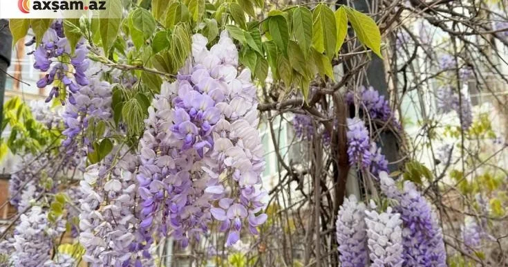 Bir əsrdir çiçək açan sevgi Bakının məşhur qlitsiniyasının kədərli hekayəsi