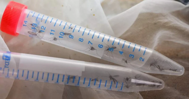 Şri Lankada çikunqunya qızdırması yayılıb: 20 ilin ən güclü epidemiyası