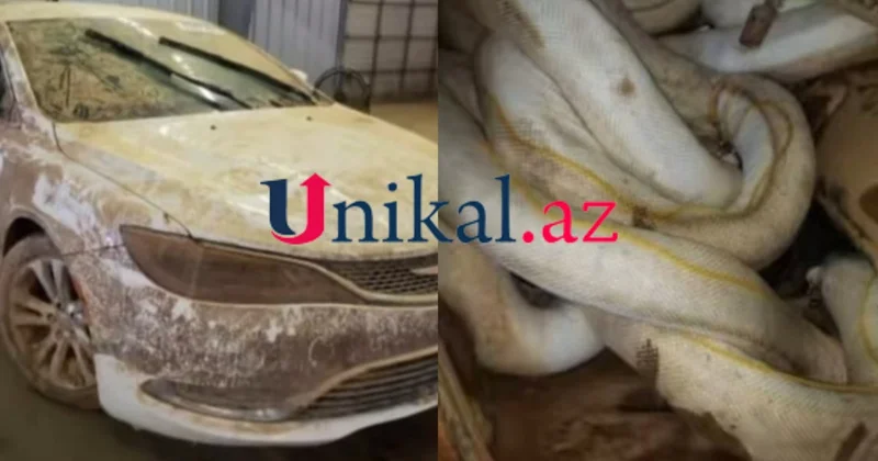 Bu maşını alana anakonda hədiyyə” verilir VİDEO