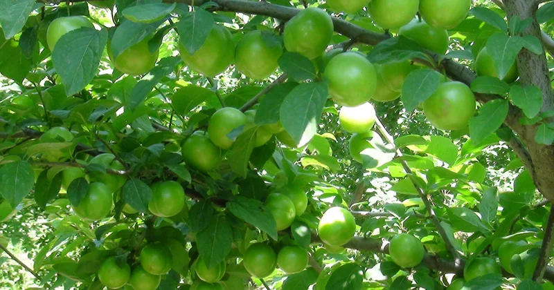 Saatlıdakı intensiv göycə bağından xaricə 20 ton alça ixrac olunub