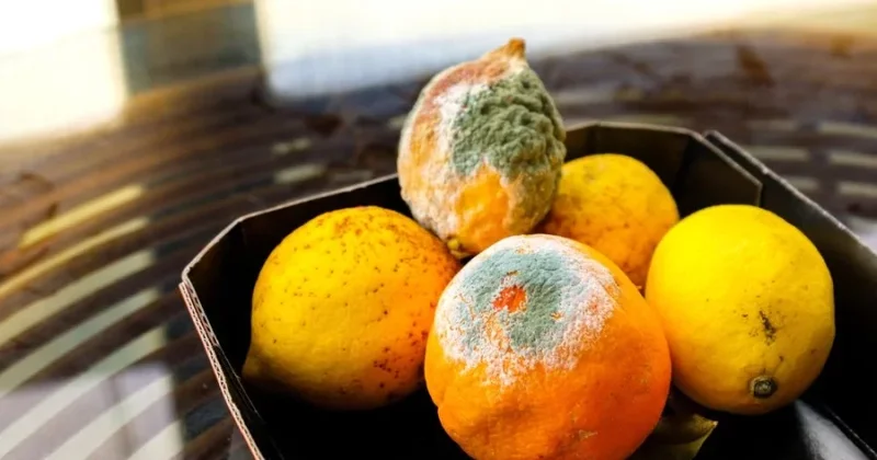 Limonları xarab olmaqdan qorumağın ÜSULLARI