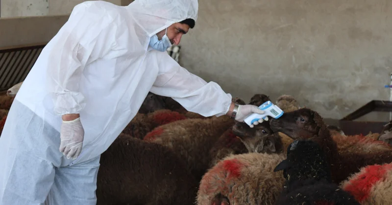 Qurban bayramı ilə əlaqədar heyvan satışı və kəsimi yerlərində profilaktiki tədbirlər görülüb
