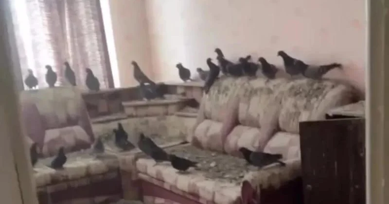 Pəncərələri 3 il açıq qoydu Qayıtdığında peşman oldu FOTO