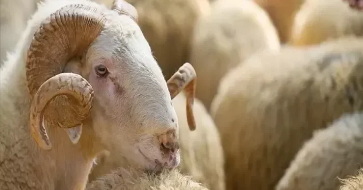 Qurbanlıq heyvan bayramdan qabaq ölsə nə etmək lazımdır?