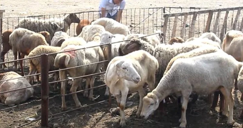 “Qurban payı” adı altında aldatma KONKRET