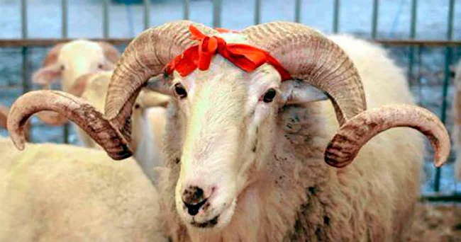 Qurban Bayramı paylaşmaq hissinin gözəlliyi