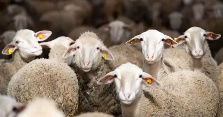 Müsəlman olmayan adamın verdiyi qurban ətindən yemək olar?