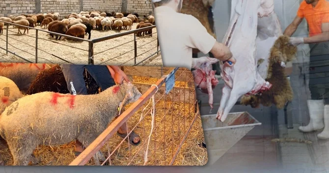 Qurban kəsilən heyvanın əti necə paylanmalıdır? İlhaiyyatçı cavab verdi