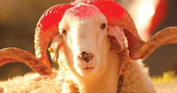 Qurbanlıq qoyunlar bahalaşıb?