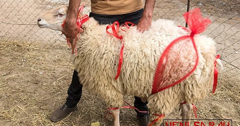 Kimlər qurban kəsə bilər? “1 yaşdan yuxarı...”