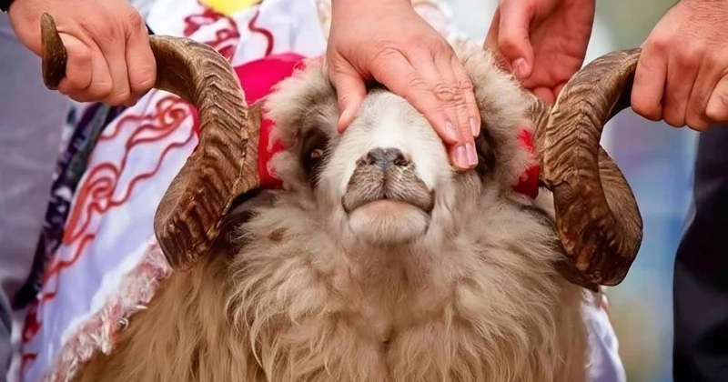 Qəssabların dinə zidd fırıldağı: Yığışıb ət almaq qurbanı əvəz edirmi?