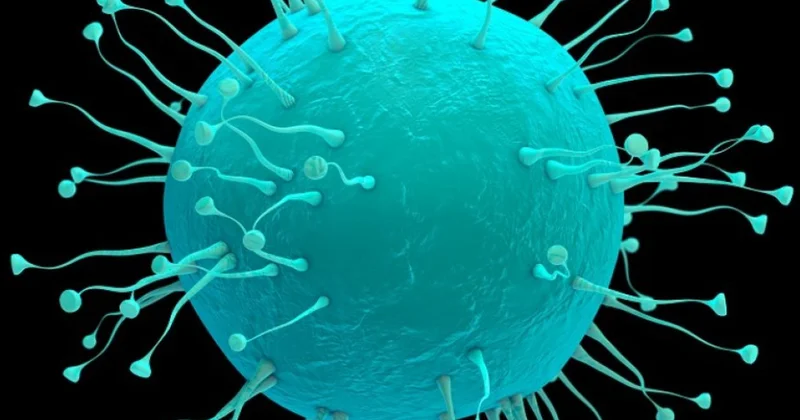 Çinin cənubunda yaşayan yarasalarda potensial təhlükəli iki virus aşkarlanıb