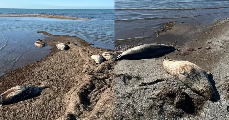 На побережьях Каспия нашли свыше 40 тысяч погибших тюленей