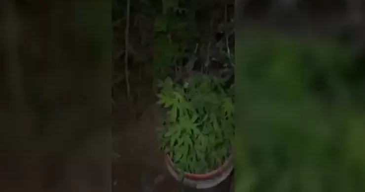 Ağsu dağlarında narkotik əkib becərən tutuldu VİDEO
