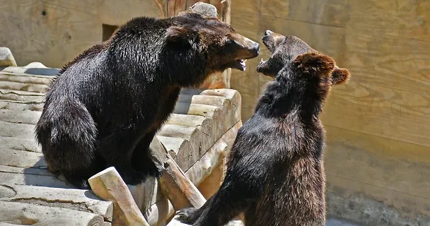 Çində zoopark ayı rolu üçün aktyorlar işə götürür