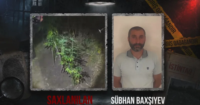 Ağsuda dağlıq ərazidə çətənə kolu yetişdirən şəxs saxlanılıb