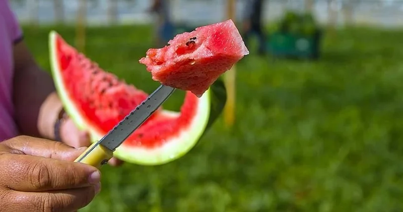 Qarpızda təhlükə artır Bunu etmədən YEMƏYİN!