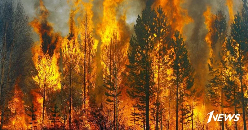 Жаркая погода увеличила риск лесных пожаров предупреждение МЧС