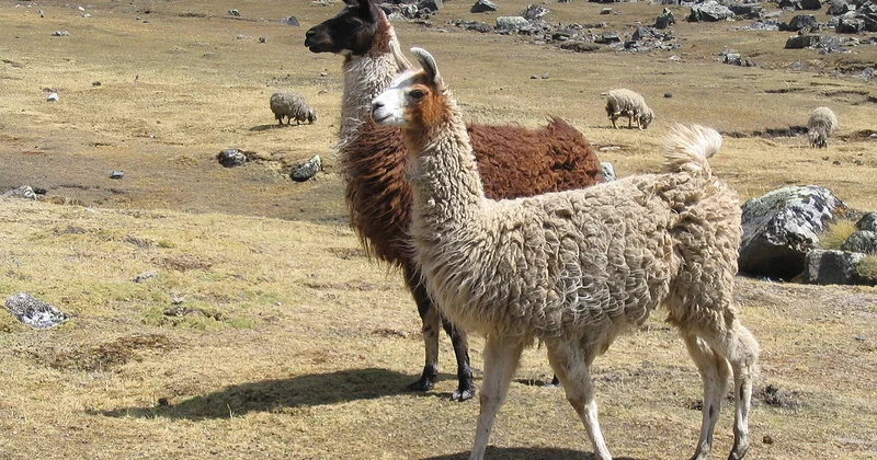 Lama qanından alınan zülal bu xəstəliyin dərmanı olacaq