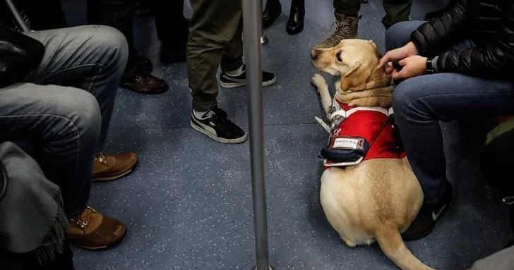 Как правильно перевозить животных в бакинском метро: что нужно знать владельцам?