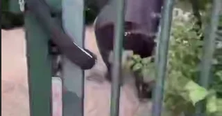 Политический протест у посольства Египта ВИДЕО