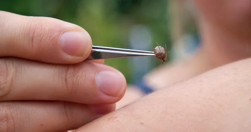 Yayın səssiz təhlükəsi Bu kiçik canlı ölümcül viruslar daşıya bilər