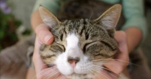 Fransada pişiyə cərimə yazılması qalmaqala səbəb oldu