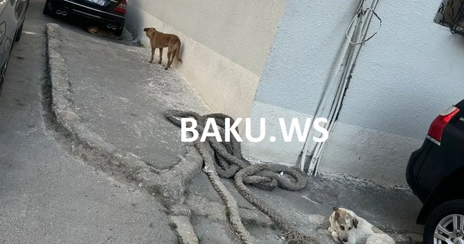 Bakının bu ərazisində küçə itləri insanları qorxuda saxlayır